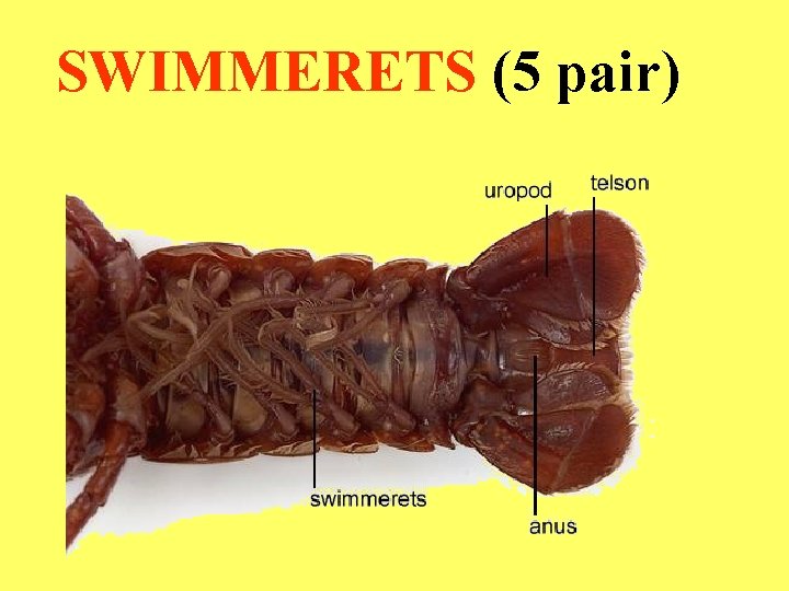 SWIMMERETS (5 pair) 