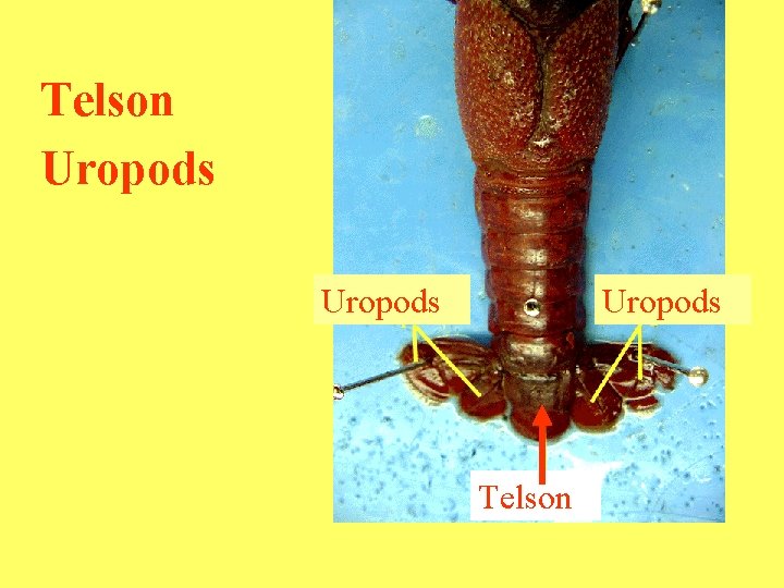 Telson Uropods Telson 