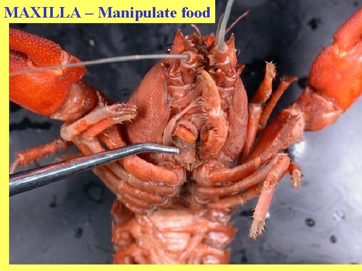 MAXILLA – Manipulate food 