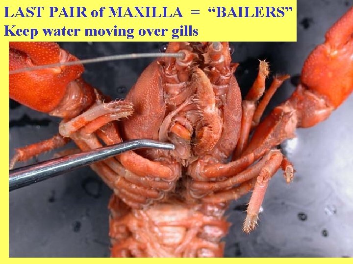 LAST PAIR of MAXILLA = “BAILERS” Keep water moving over gills 