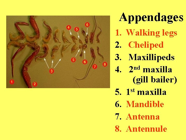 Appendages 1. 2. 3. 4. 5. 6. 7. 8. Walking legs Cheliped Maxillipeds 2