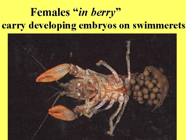 Females “in berry” carry developing embryos on swimmerets 