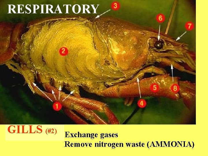 RESPIRATORY GILLS (#2) Exchange gases Remove nitrogen waste (AMMONIA) 