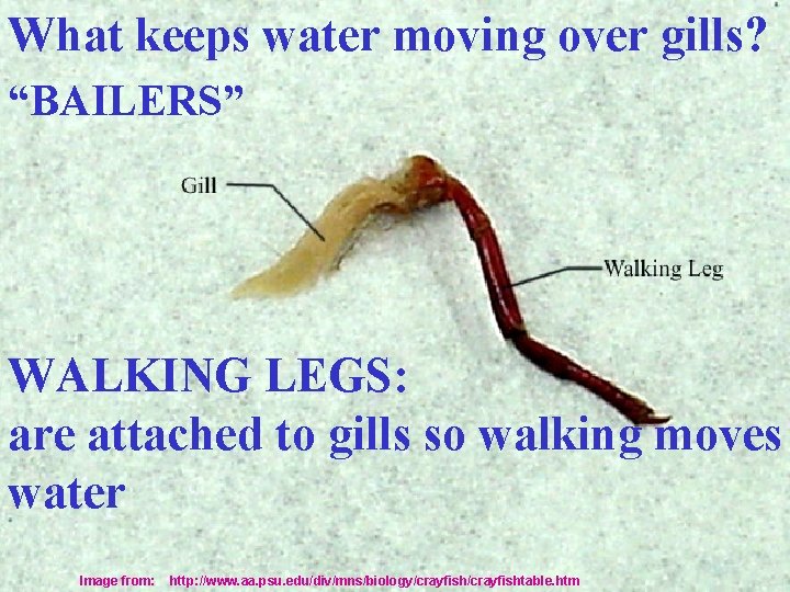 What keeps water moving over gills? “BAILERS” WALKING LEGS: are attached to gills so