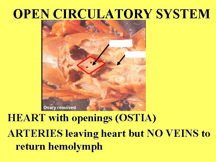 OPEN CIRCULATORY SYSTEM HEART with openings (OSTIA) ARTERIES leaving heart but NO VEINS to