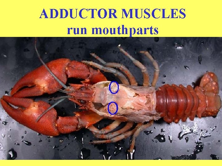 ADDUCTOR MUSCLES run mouthparts 