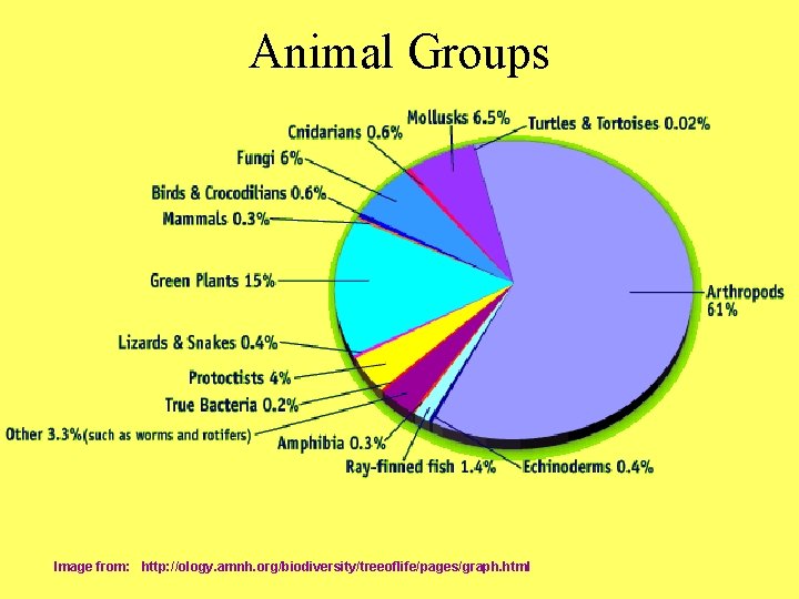 Animal Groups Image from: http: //ology. amnh. org/biodiversity/treeoflife/pages/graph. html 