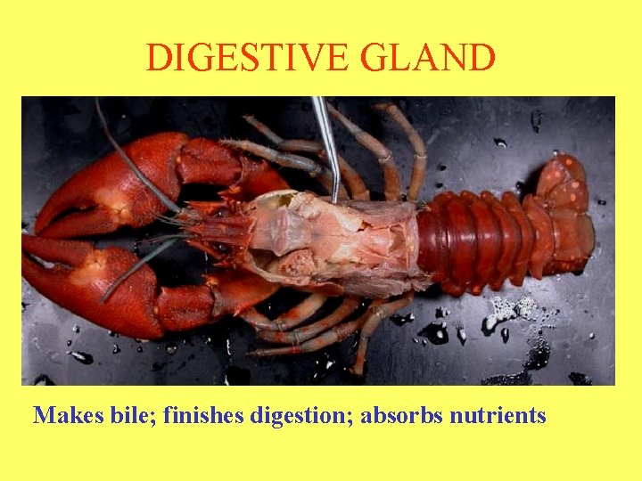 DIGESTIVE GLAND Makes bile; finishes digestion; absorbs nutrients 