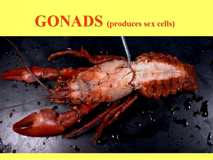 GONADS (produces sex cells) 