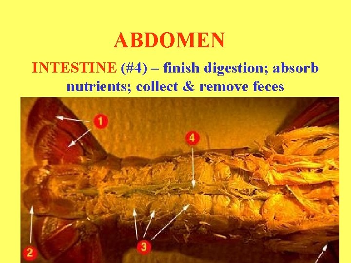ABDOMEN INTESTINE (#4) – finish digestion; absorb nutrients; collect & remove feces 