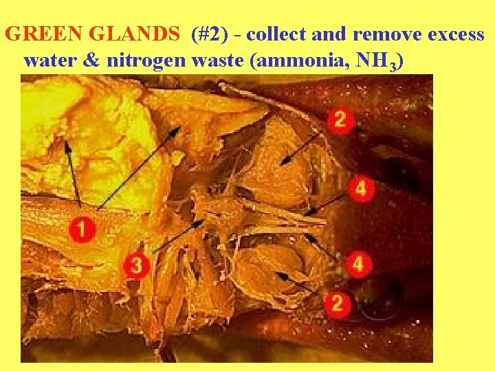 GREEN GLANDS (#2) - collect and remove excess water & nitrogen waste (ammonia, NH