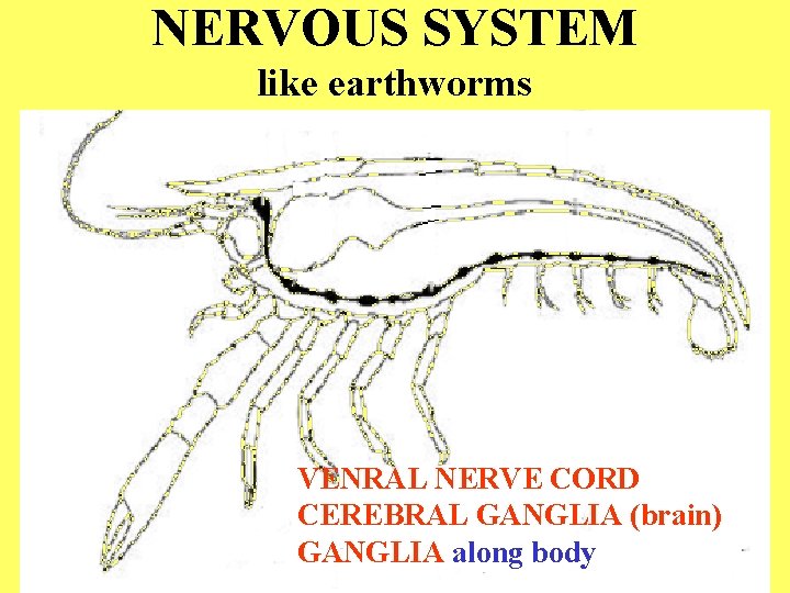 NERVOUS SYSTEM like earthworms VENRAL NERVE CORD CEREBRAL GANGLIA (brain) GANGLIA along body 