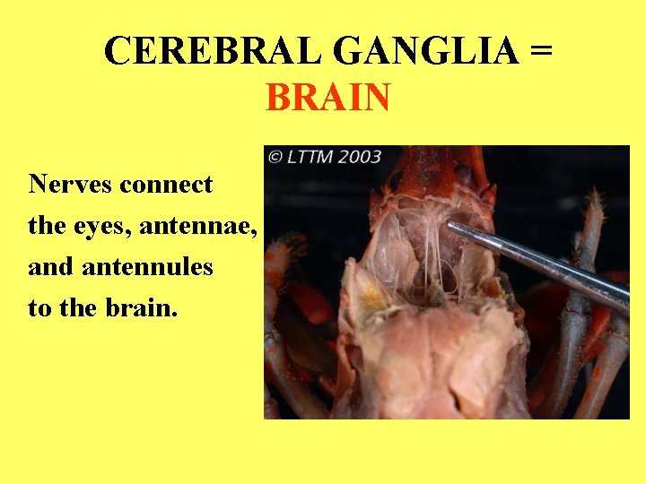 CEREBRAL GANGLIA = BRAIN Nerves connect the eyes, antennae, and antennules to the brain.