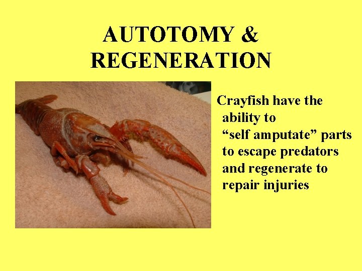 AUTOTOMY & REGENERATION Crayfish have the ability to “self amputate” parts to escape predators