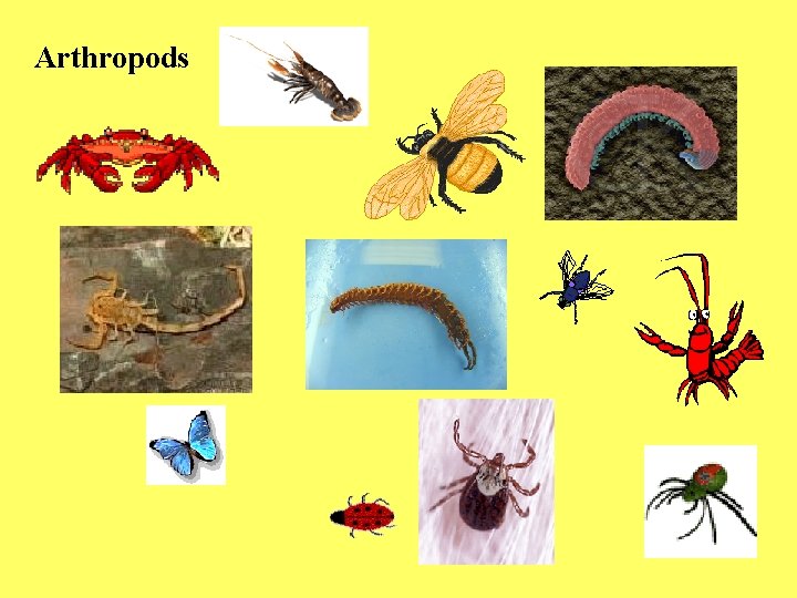 Arthropods 