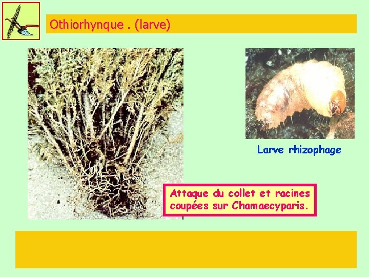 Othiorhynque. (larve) Larve rhizophage Attaque du collet et racines coupées sur Chamaecyparis. 