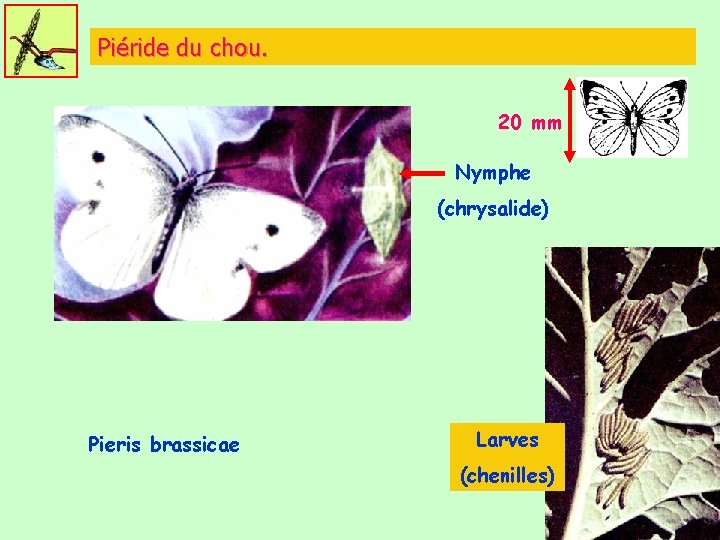 Piéride du chou. 20 mm Nymphe (chrysalide) Pieris brassicae Larves (chenilles) 