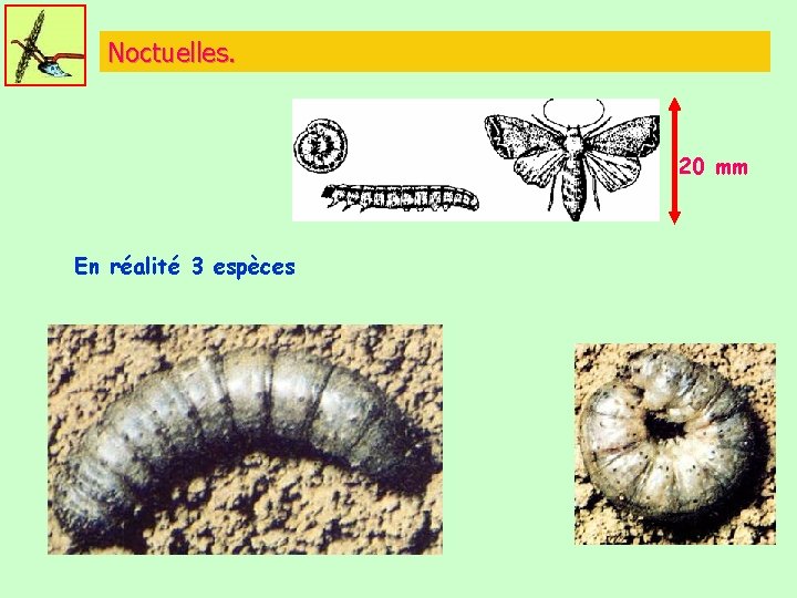 Noctuelles. 20 mm En réalité 3 espèces 