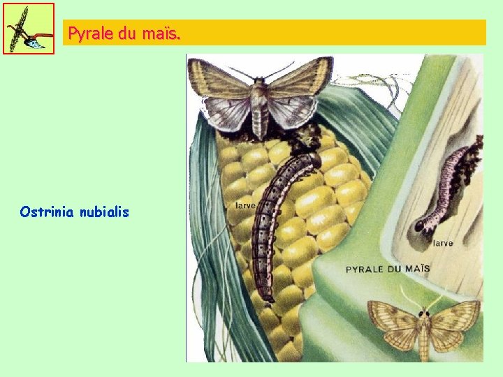 Pyrale du maïs. Ostrinia nubialis 