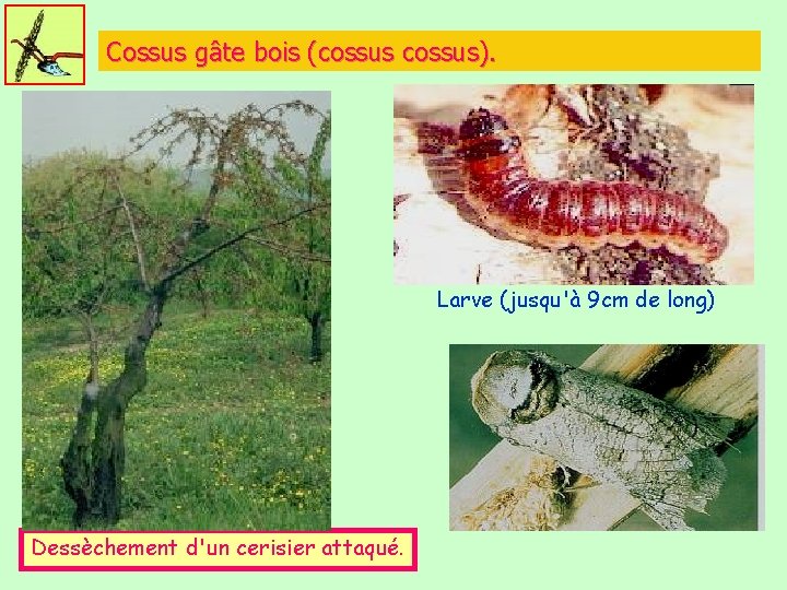 Cossus gâte bois (cossus). Larve (jusqu'à 9 cm de long) Dessèchement d'un cerisier attaqué.