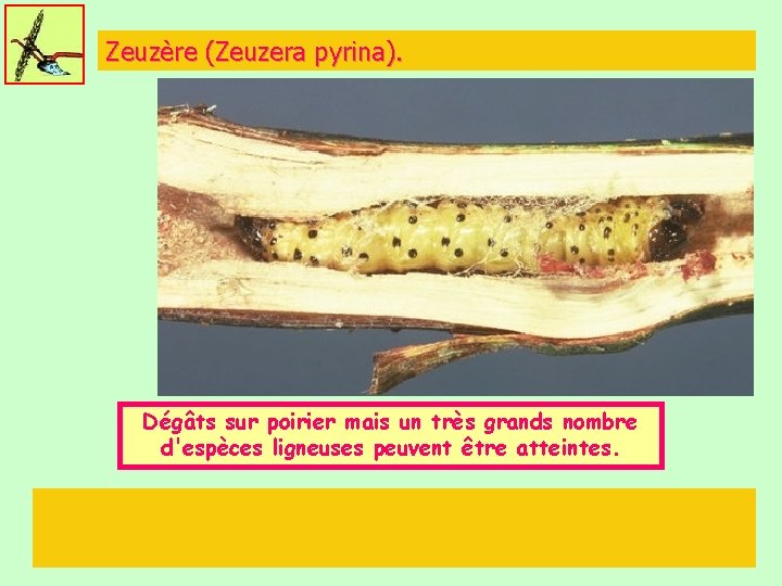 Zeuzère (Zeuzera pyrina). 5 à 6 cm Dégâts sur poirier mais un très grands