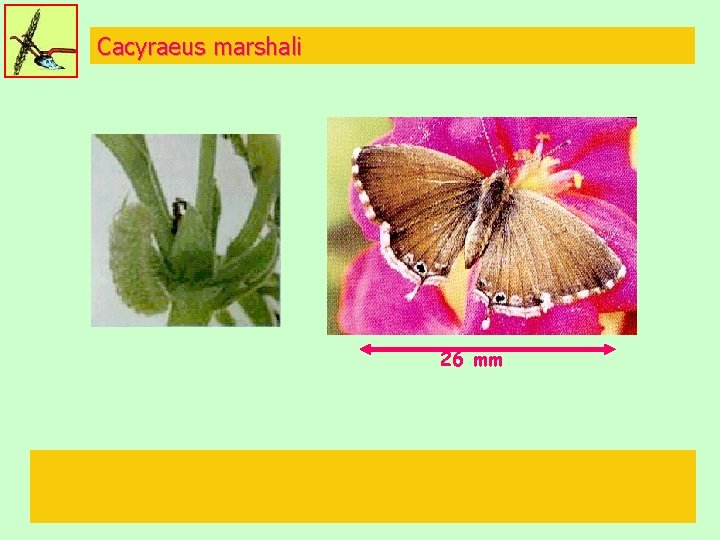 Cacyraeus marshali 26 mm 