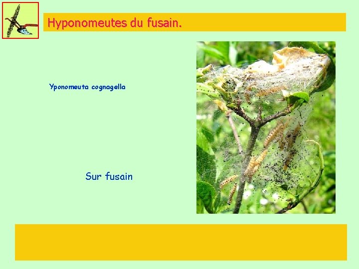Hyponomeutes du fusain. Yponomeuta cognagella Sur fusain 