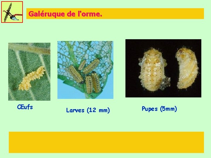 Galéruque de l'orme. Œufs Larves (12 mm) Pupes (5 mm) 