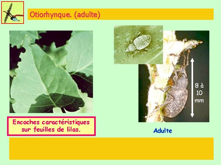 Otiorhynque. (adulte) 8à 10 mm Encoches caractéristiques sur feuilles de lilas. Adulte 