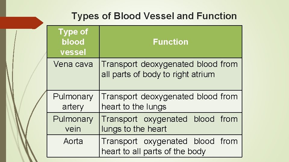 Blood Circulatory System Artery Carries Blood Away From