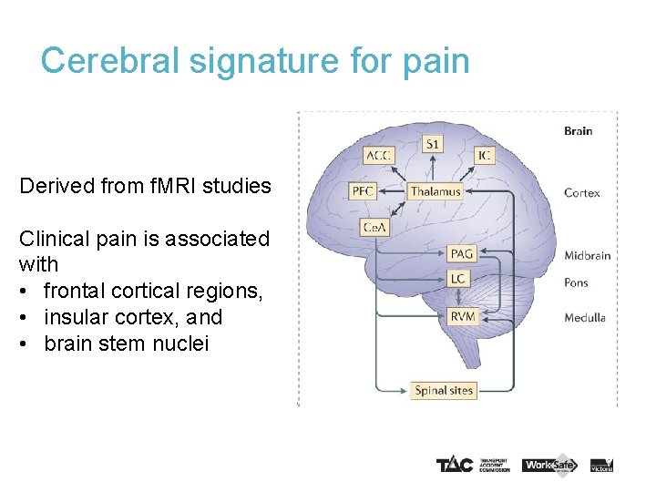 Cerebral signature for pain Derived from f. MRI studies Clinical pain is associated with