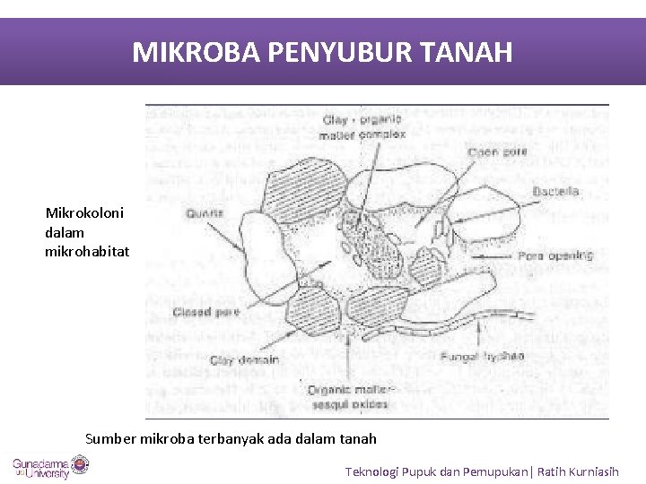 MIKROBA PENYUBUR TANAH Mikrokoloni dalam mikrohabitat Sumber mikroba terbanyak ada dalam tanah Teknologi Pupuk