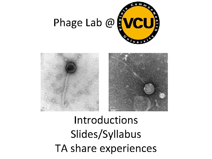 Phage Lab @ Introductions Slides/Syllabus TA share experiences 