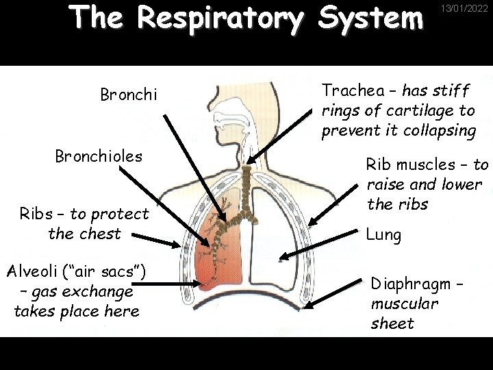 The Respiratory System Bronchioles Ribs – to protect the chest Alveoli (“air sacs”) –