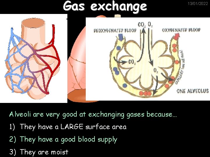 Gas exchange Alveoli are very good at exchanging gases because… 1) They have a