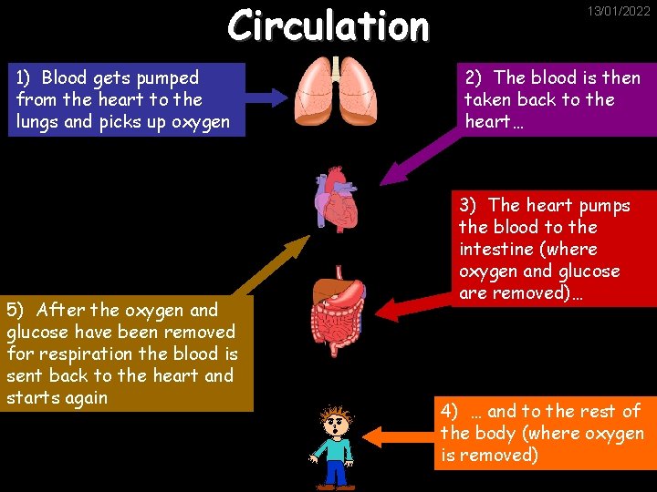 Circulation 1) Blood gets pumped from the heart to the lungs and picks up