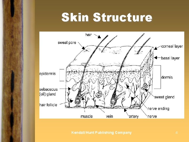 Skin Structure Kendall/Hunt Publishing Company 4 