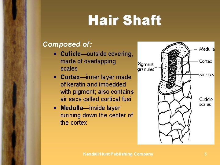 Hair Shaft Composed of: § Cuticle—outside covering, made of overlapping scales § Cortex—inner layer