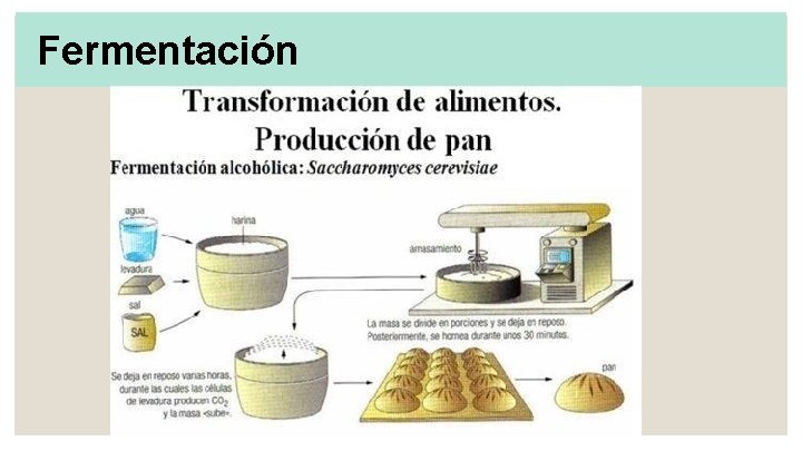 Fermentación 