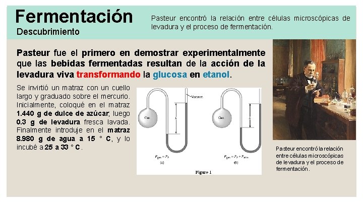 Fermentación Descubrimiento Pasteur encontró la relación entre células microscópicas de levadura y el proceso