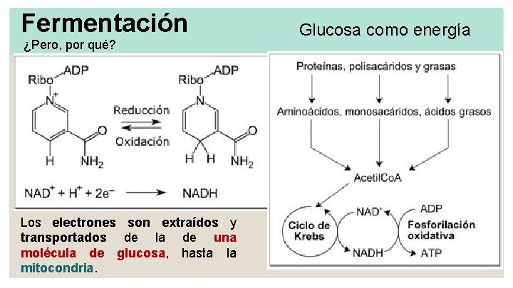 Fermentación ¿Pero, por qué? Los electrones son extraídos y transportados de la de una