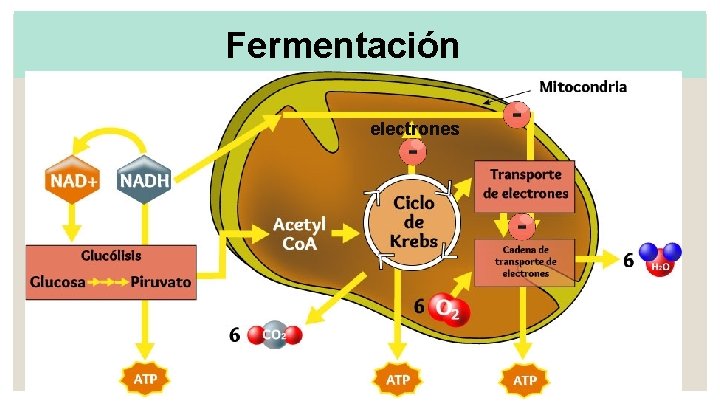 Fermentación electrones 