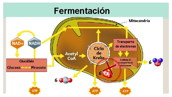 Fermentación 