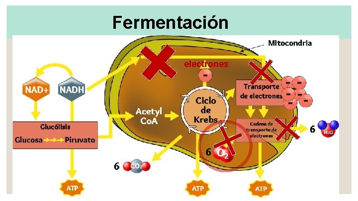 Fermentación electrones 