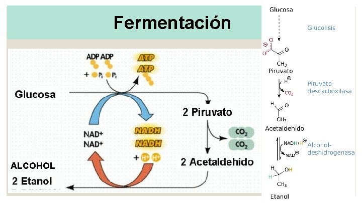 Fermentación ALCOHOL 