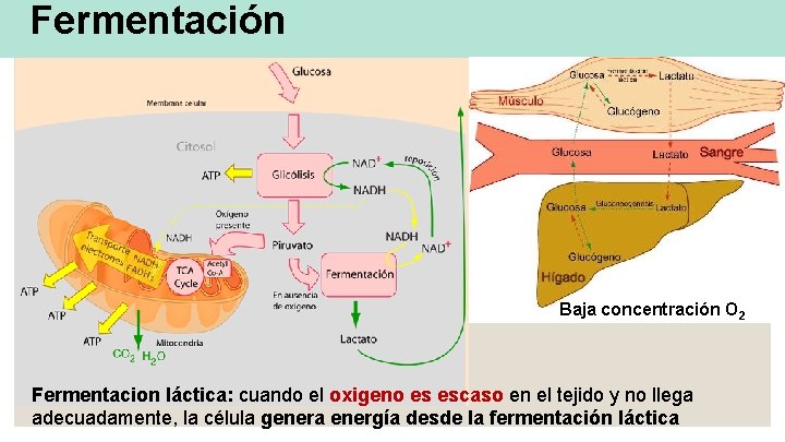 Fermentación Baja concentración O 2 Fermentacion láctica: cuando el oxigeno es escaso en el