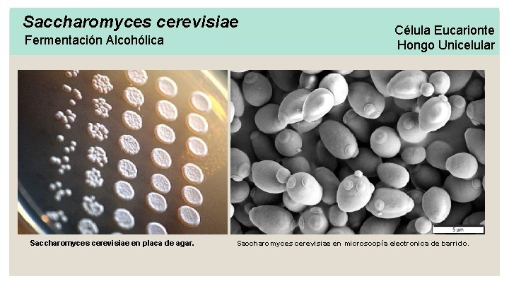 Saccharomyces cerevisiae Fermentación Alcohólica Saccharomyces cerevisiae en placa de agar. Célula Eucarionte Hongo Unicelular