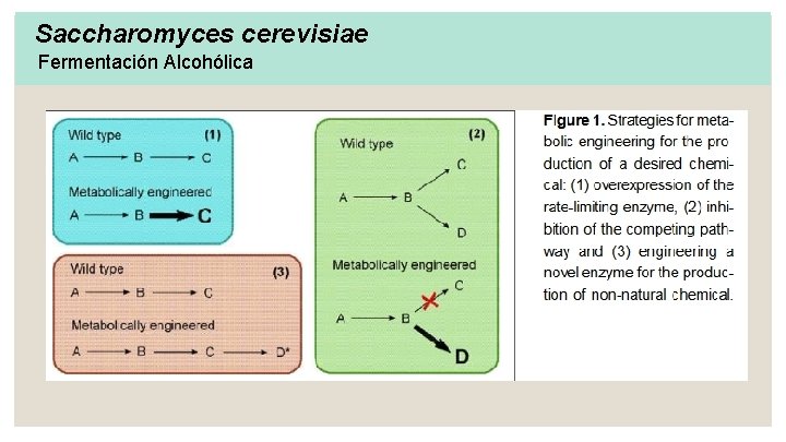 Saccharomyces cerevisiae Fermentación Alcohólica 