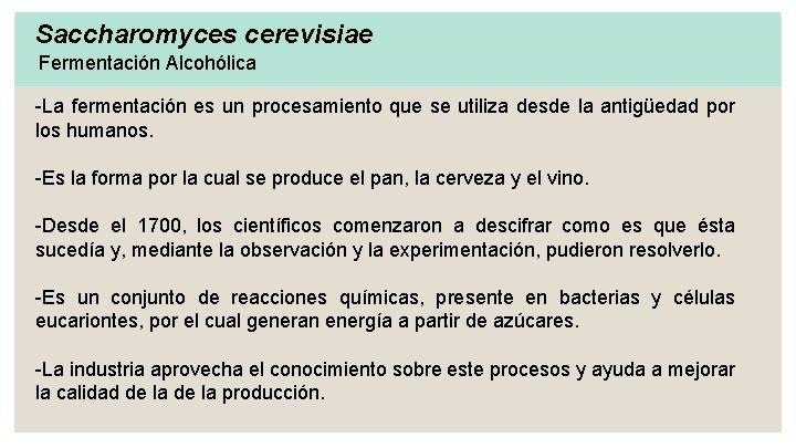 Saccharomyces cerevisiae Fermentación Alcohólica -La fermentación es un procesamiento que se utiliza desde la