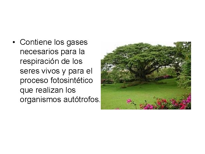 • Contiene los gases necesarios para la respiración de los seres vivos y • Contiene los gases necesarios para la respiración de los seres vivos y